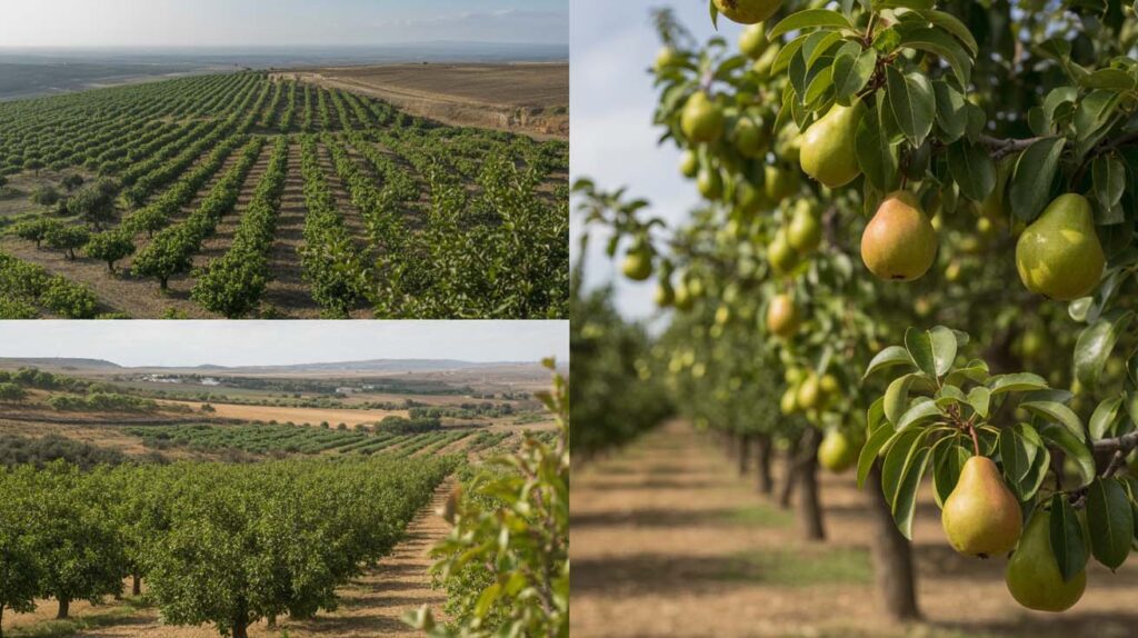 Expansion y cultivo en otras regiones de España de la pera de san juan
