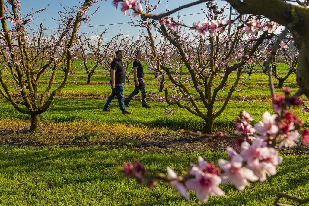 como cultivamos verduras de temporada en km0 andani lleida | nabo verdura