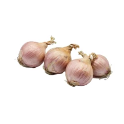 Cebolla de Figueres