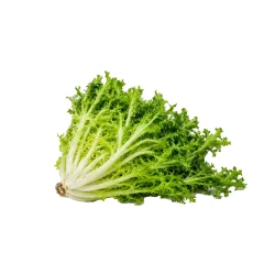 Escarola
