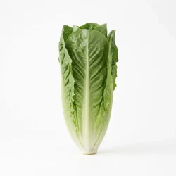 Lechuga